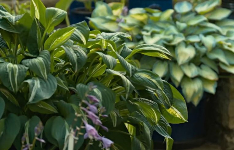 Hosta-stekken-slakken-bestrijden-voeden-bemesten-schaduwplanten